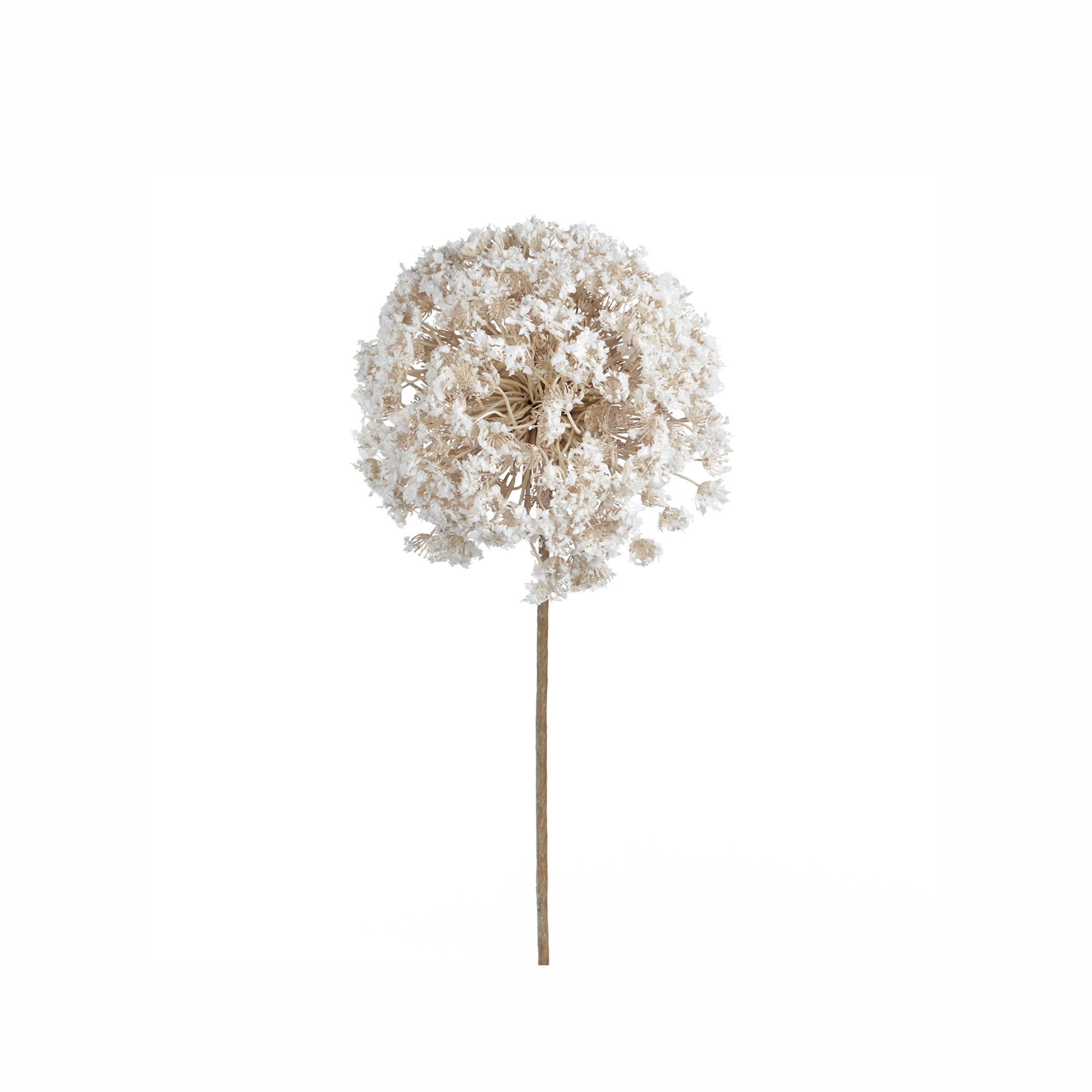 SNOW HOGWEED FLOWER STEM WH