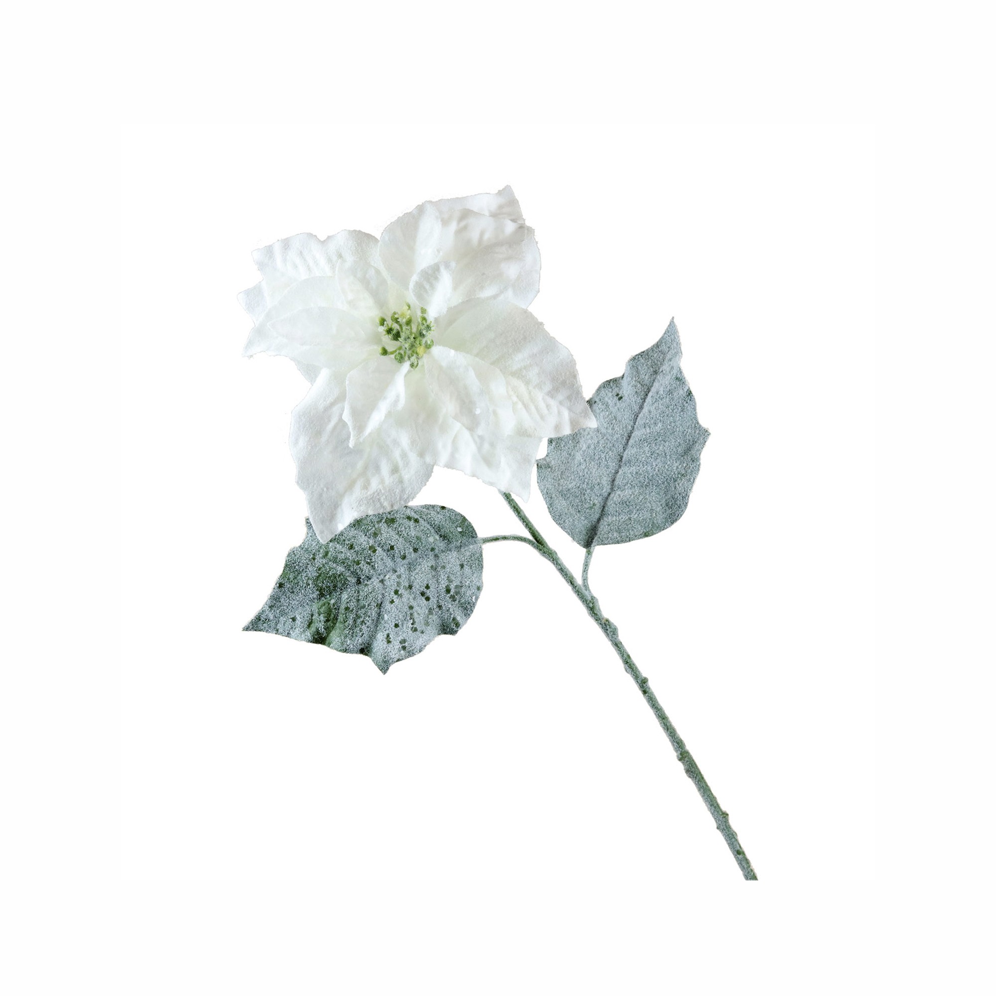 SNOW POINSETTIA STEM WH/GRN
