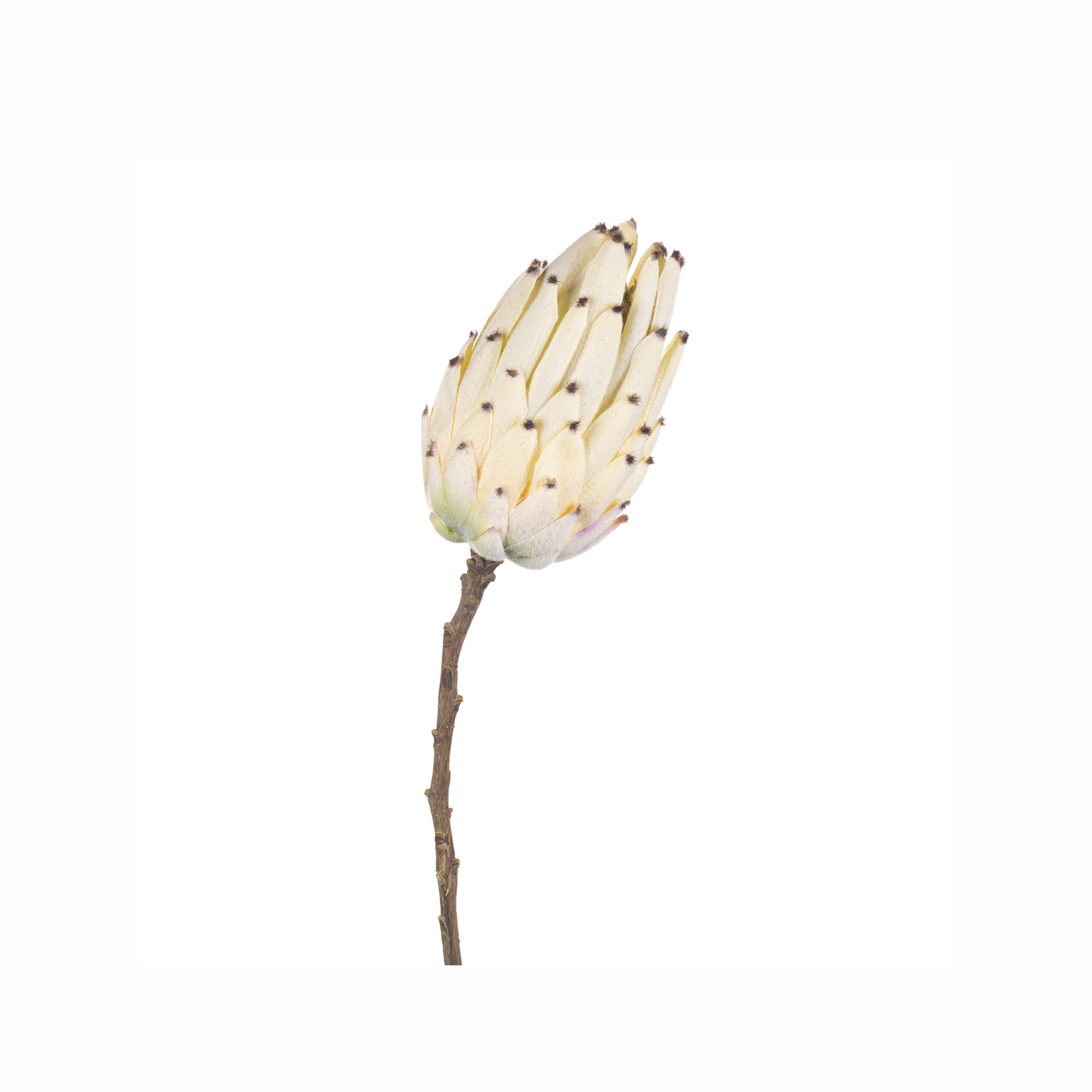 TROP.PROTEA FLOWER BUD STEM CRM
